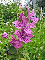 Mauve des bois, grande mauve