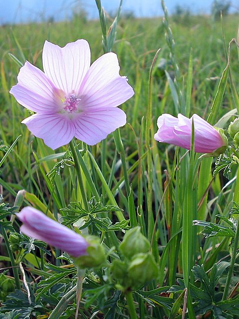 Mauve musque - malva moschata