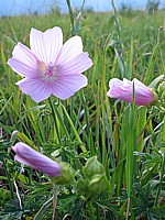 Mauve musquée, malva moschata