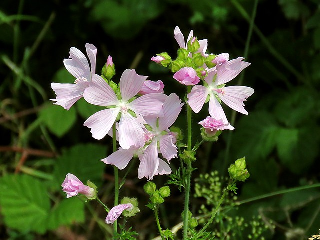 Mauve musque, malvamoschata