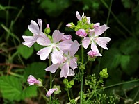Mauve musquée, malva moschata