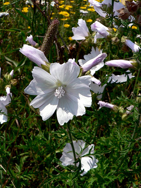 Mauve musquée blanche, malva moschata alba