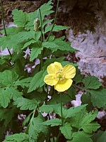 Pavot jaune, meconopsis cambrica