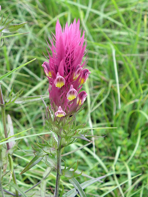 Mlampyre des champs, melampyrum arvense