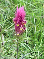 Mélampyre des champs, melampyrum arvense