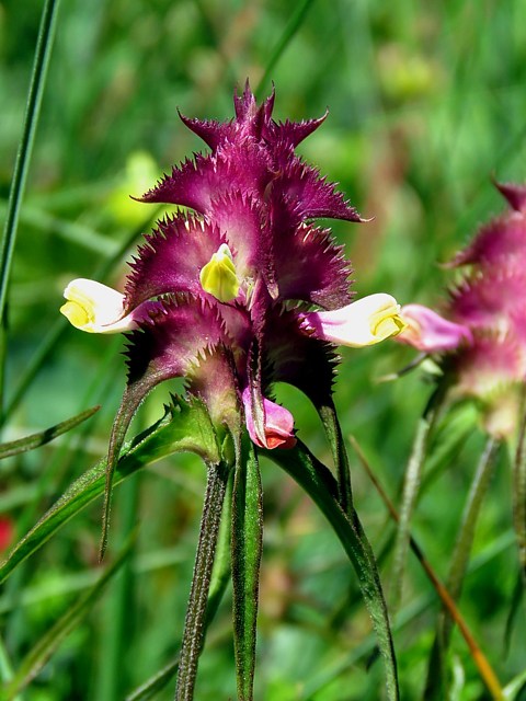 Mlampyre des champs, melampyrum arvense