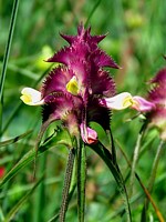 Mélampyre des champs, melampyrum arvense