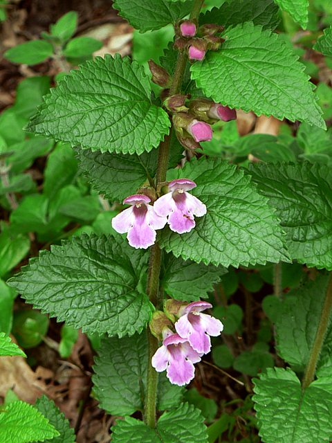 Mlitte  feuilles de mlisse, melittis melissophyllum