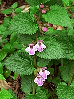 Mélitte à feuilles de mélisse, melittis melissophyllum