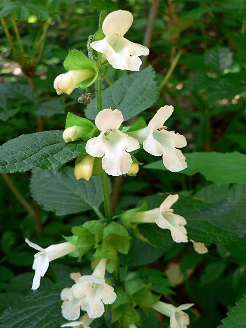 Mlitte  feuilles de mlisse, melittis melissophyllum