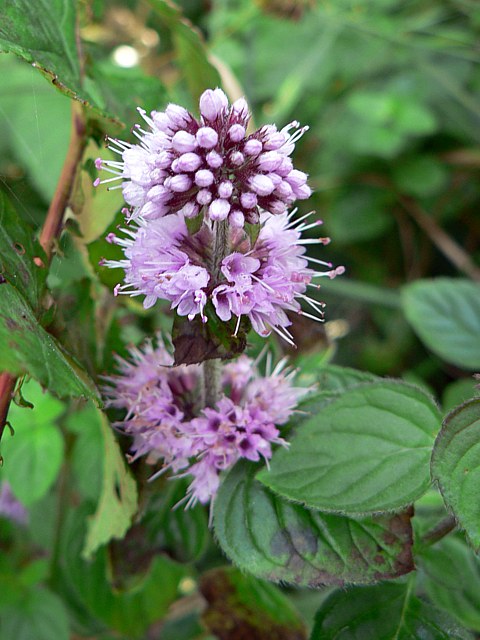 Menthe aquatique, mentha aquatica