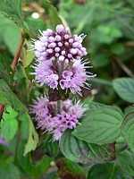 Menthe aquatique, mentha aquatica