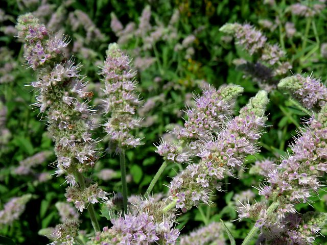 Menthe  longues feuilles, mentha longifolia