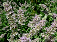 Menthe à longues feuilles, mentha longifolia
