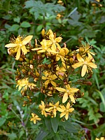 Millepertuis perforé, hypericum perforatum
