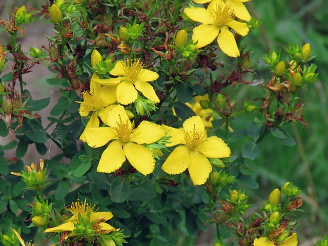 Millepertuis perfor, hypericum perforatum