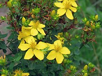 Millepertuis
