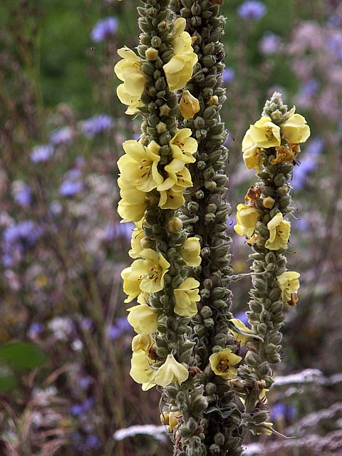 Molne bonhomme - verbascum densiflorum