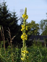 Molène bouillon blanc, verbascum thapsus