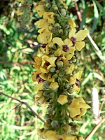 Molène bouillon-noir, verbascum nigrum