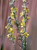 Gerbe d'or, solidago canadensis