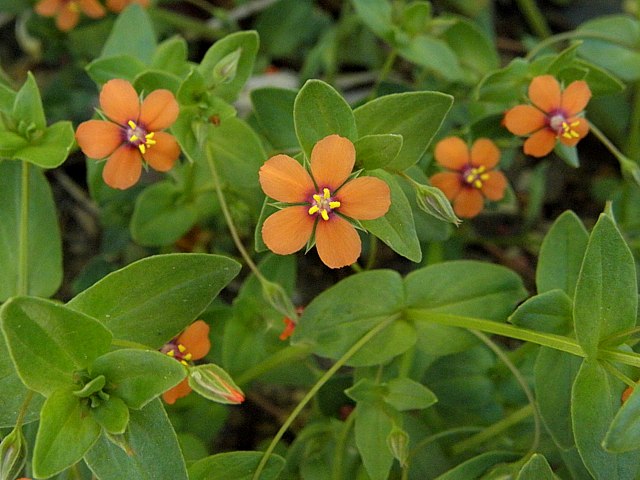 Mouron rouge - anagallis arvensis