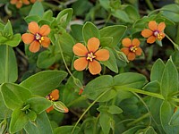 Mouron rouge, anagallis arvensis