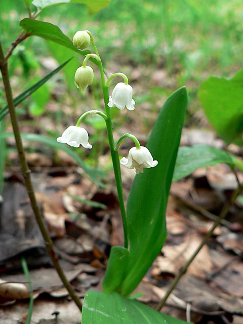 Muguet - convallaria maialis