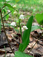 Muguet, convallaria maialis