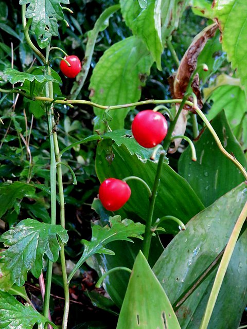 Baies de muguet
