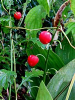 Baies de muguet, convallaria maialis