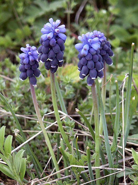 Muscari nglig- muscari neglectum