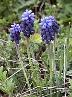 Muscari négligé, muscari neglectum