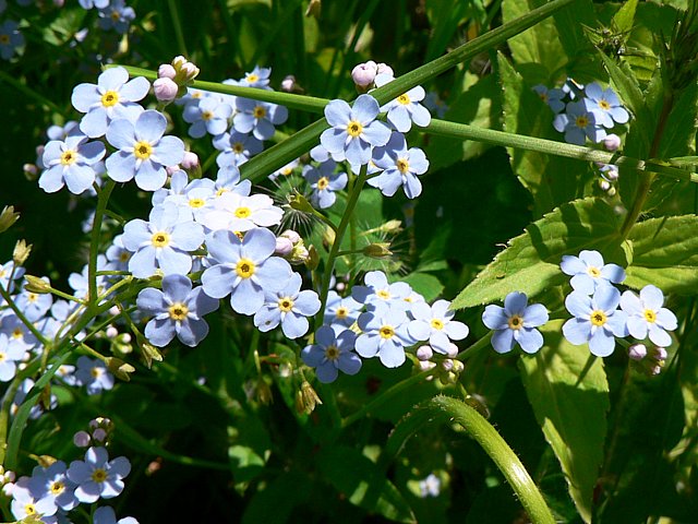 Myosotis des bois - myosotis sylvatica