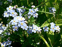 Myosotis des bois, myosotis sylvatica