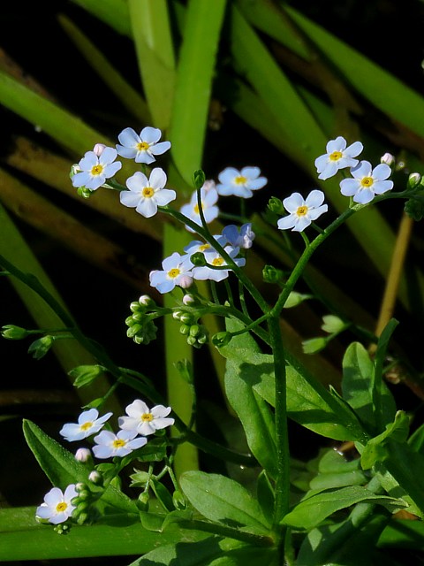 Myosotis des marais, myosotis scorpioides