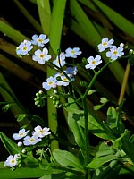 Myosotis des marais, myosotis scorpioides