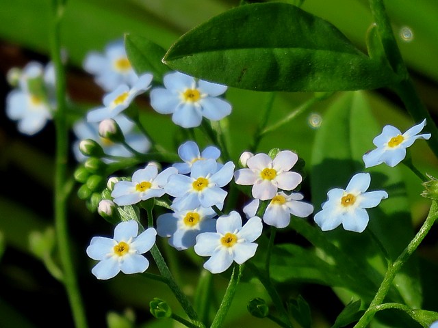 Mosotis des marais