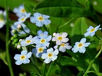 Myosotis des marais