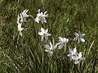 Bouquet de narcisses