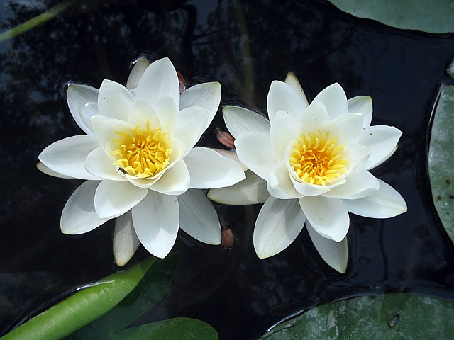 Nnuphar blanc - nymphaea alba
