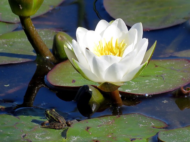 Nnuphar blanc, nymphaea alba