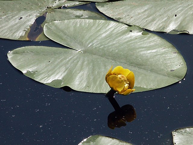 Nnuphar jaune - nuphar lutea