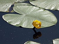 Nénuphar jaune, nuphar lutea