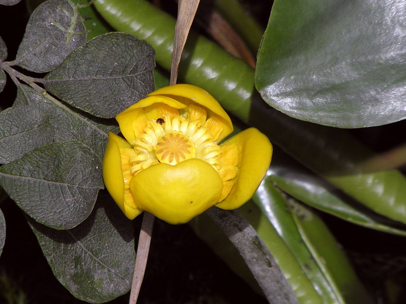 N�nuphar jaune - nuphar lutea