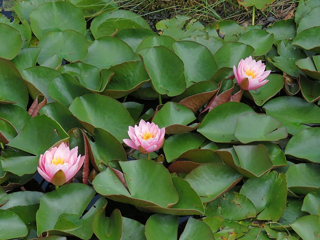 Nénuphars roses