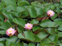 Nénuphar rose