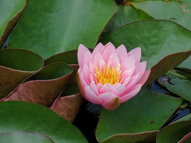 Nnuphar rose, nymphaea