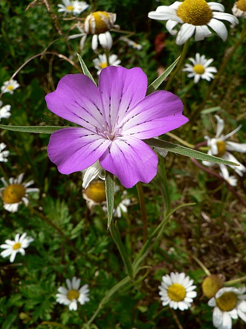 Nielle des bls - agrostemma githago