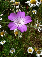 Nielle des blés, agrostemma githago